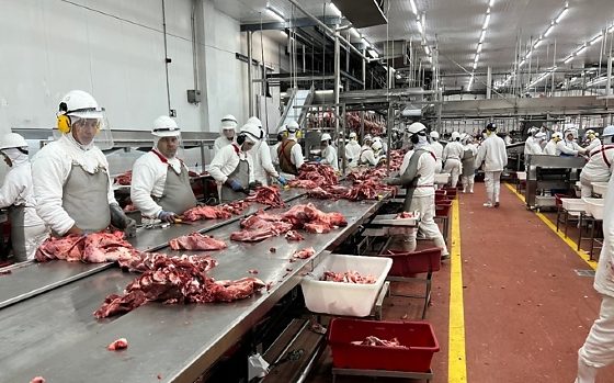 Rentabilidade dos frigoríficos volta a crescer e ganha fôlego em Mato Grosso