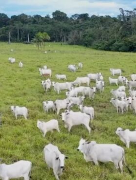 Maioria da pecuária em Mato Grosso está nas mãos de pequenos produtores