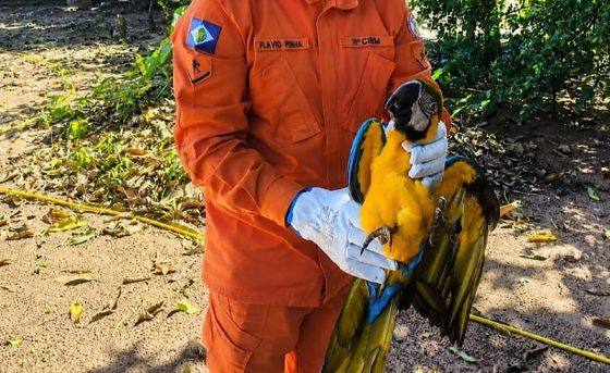 Arara-canindé é resgatada após ser localizada debilitada em quintal de casa em MT