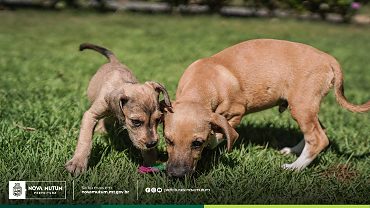 Dia do Caramelo será celebrado com Feira de Adoção Animal no dia 1º de agosto