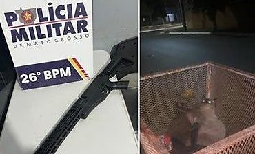 Três gatos ficam feridos após disparos; homem é conduzido à delegacia em Nova Mutum/MT VEJA VÍDEO