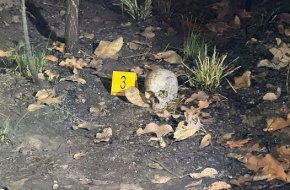 Mulher encontra crânio humano carbonizado em área de mata durante a noite em MT