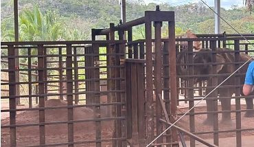 Após longa viagem, elefante Sandro toma ‘banho de terra’ em santuário de Mato Grosso;veja vídeo