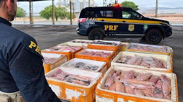 PRF apreende mais de 1 tonelada de pescado irregular na BR-174, em Pontes e Lacerda/MT