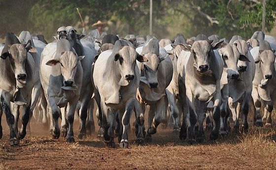 Arroba do boi sobe em dólar e mantém vantagem de Mato Grosso nas exportações