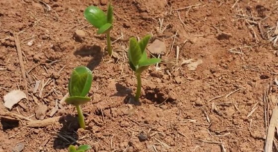 Plantio da soja começa com cautela e contas apertadas em Mato Grosso