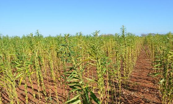 Mato Grosso produz quase 60% do gergelim brasileiro e mantém liderança nos grãos
