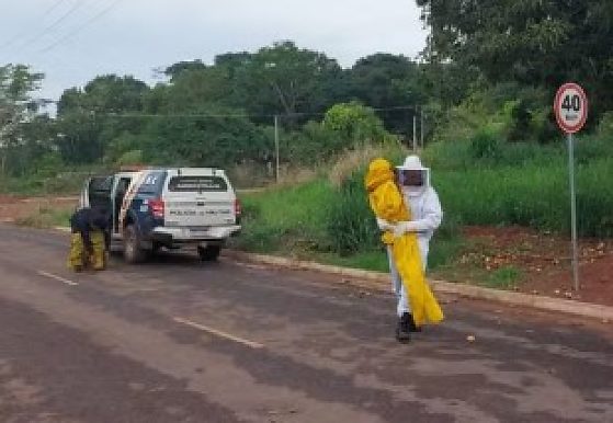 Ataque de abelhas deixa mulheres, idosos e crianças com mais de 230 ferroadas em MT