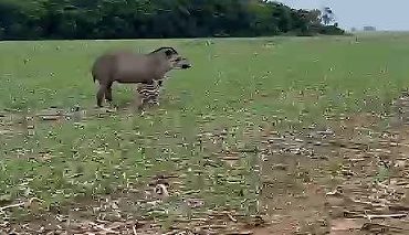 Anta com filhote é flagrada em propriedade rural de Nova Mutum/MT;VEJA VÍDEO
